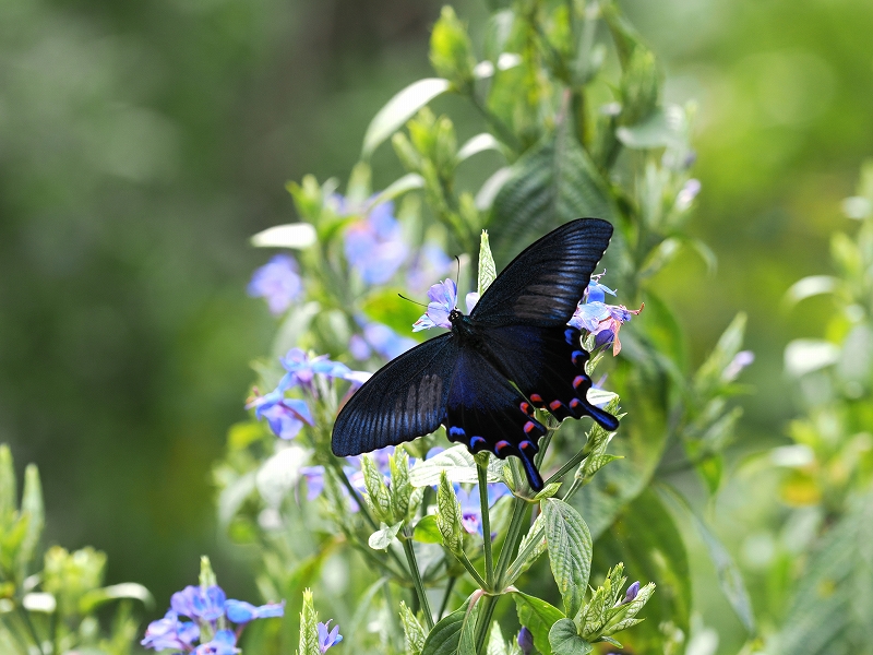 沖縄県沖縄本島 アゲハチョウ